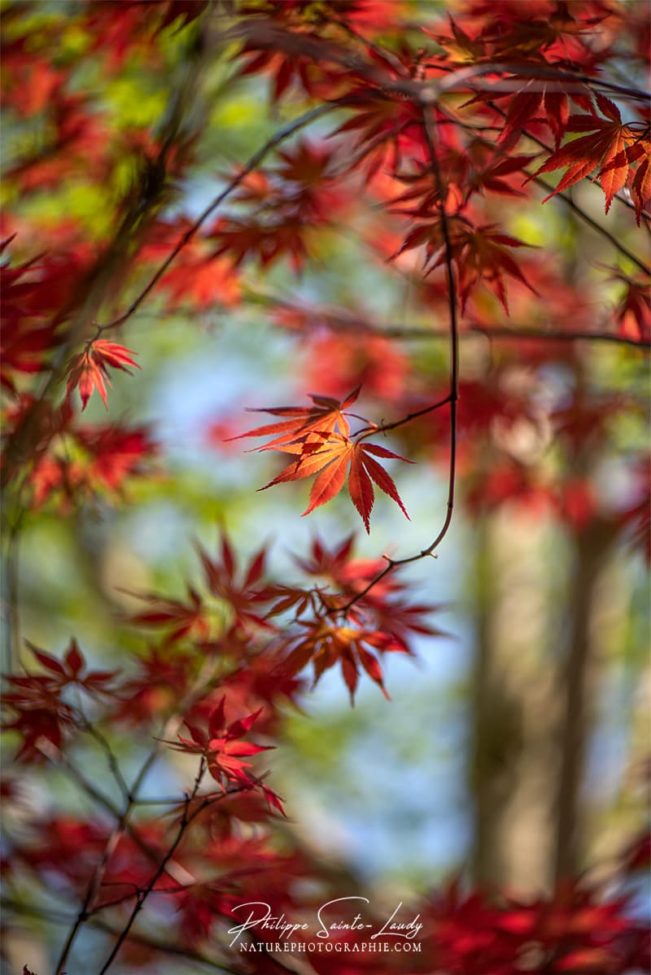 Feuilles rouges au printemps