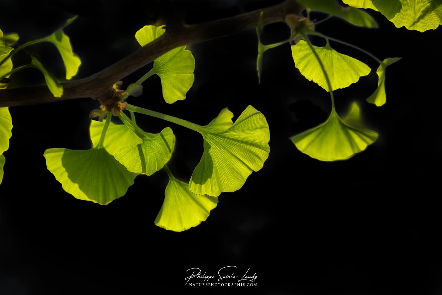 Branche de feuilles de ginkgo