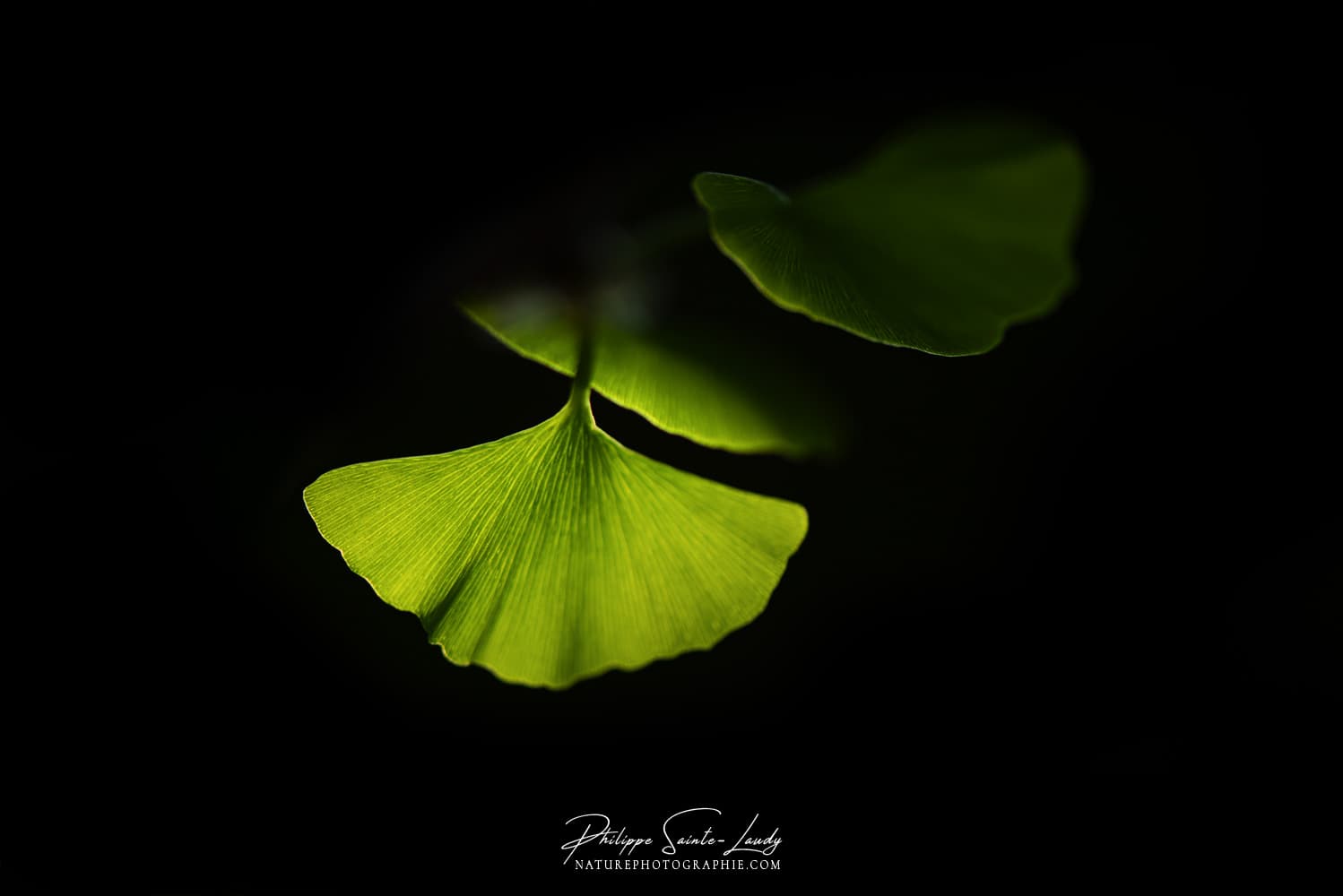 Photo de feuilles de ginkgo dans l'ombre