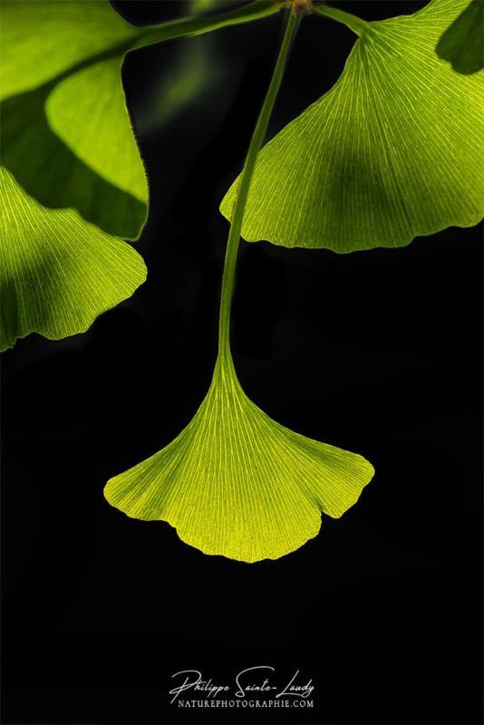 Portrait d'une feuille de ginkgo