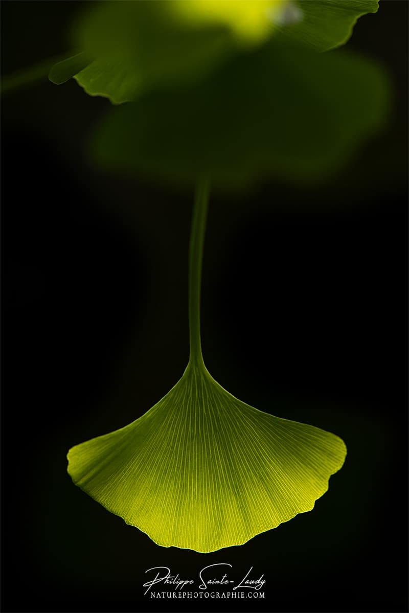 Une feuille de ginkgo biloba