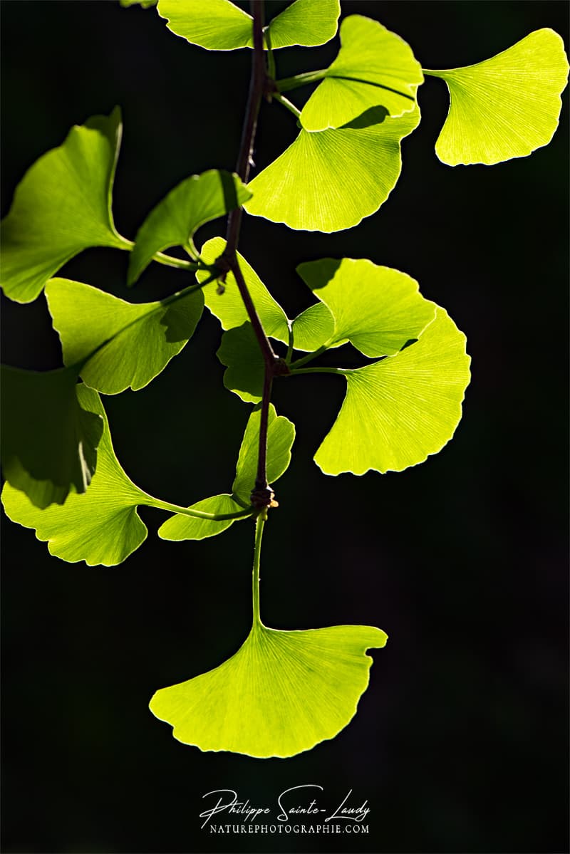 Ginkgo Transparent