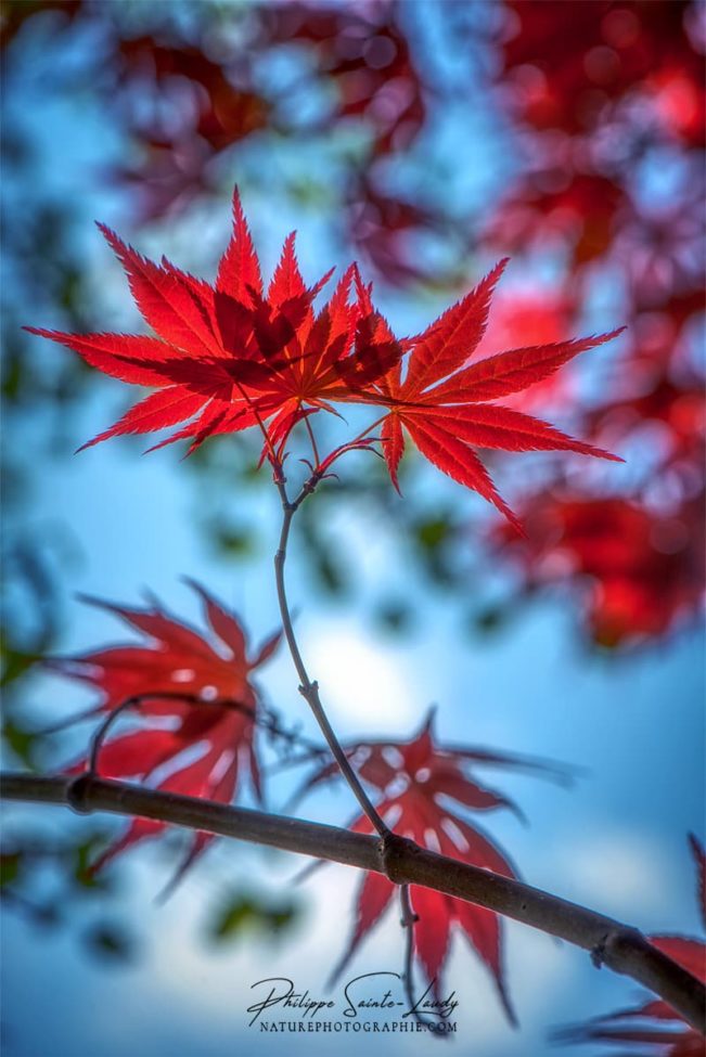 Feuilles d'érable du Japon sur fond de ciel bleu