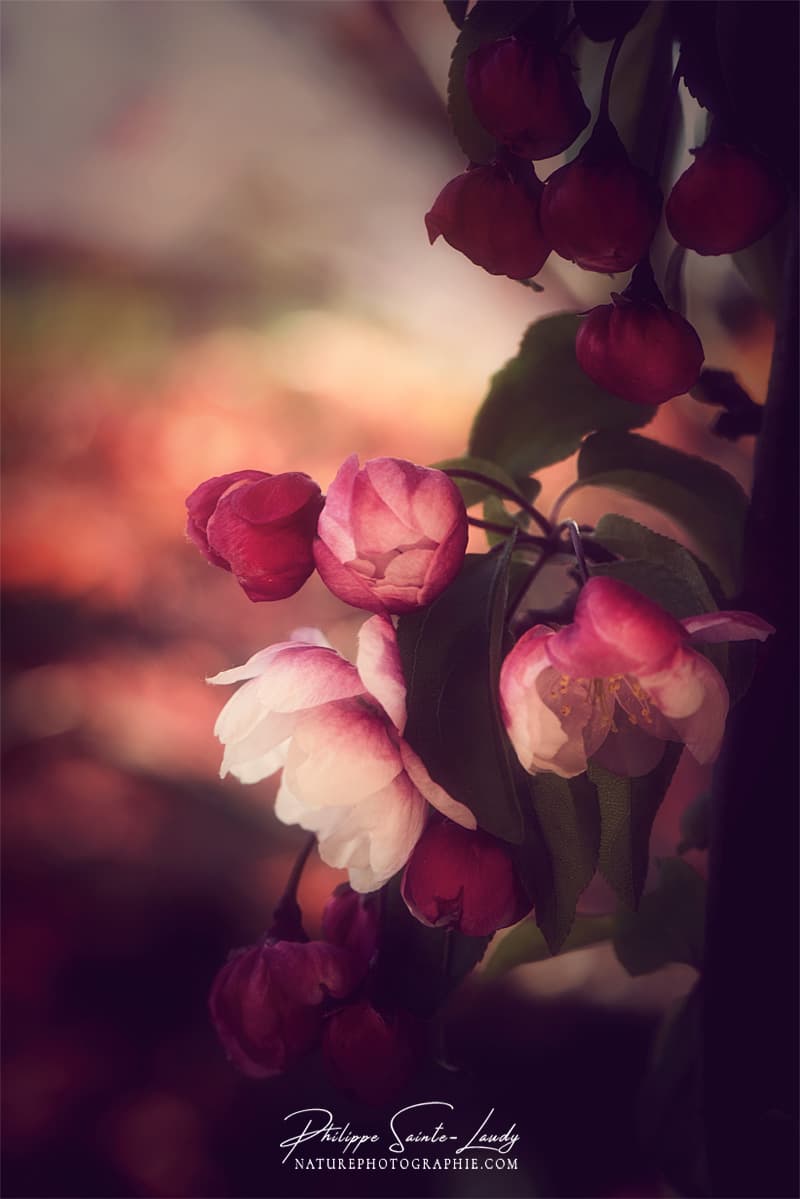 Lumière chaude sur une fleur d'un pommier japonais