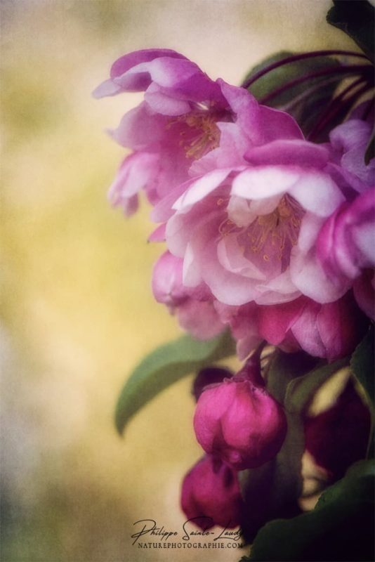 La lumière caresse les fleurs d'un pommier du Japon