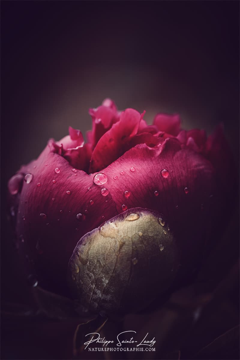 Photo de pivoine rouge après la pluie