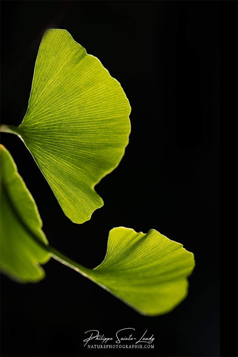 Transparence d'une feuille de ginkgo