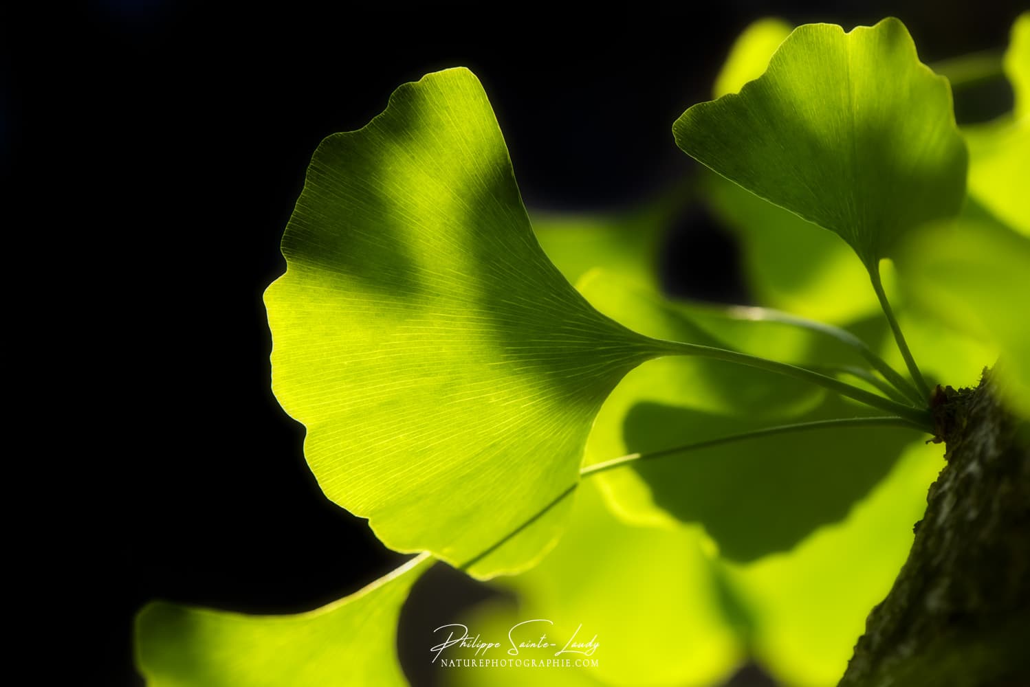 Feuilles de ginkgo biloba dans la lumière