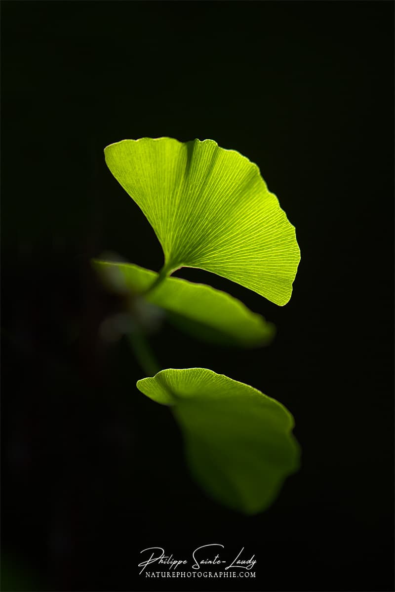 La lumière à travers une feuille de ginkgo