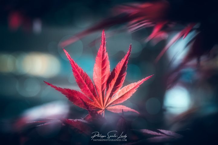 Feuille d'érable Japonais