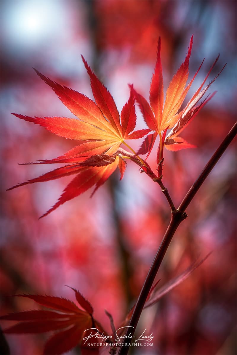 Feuilles d'érable rouge