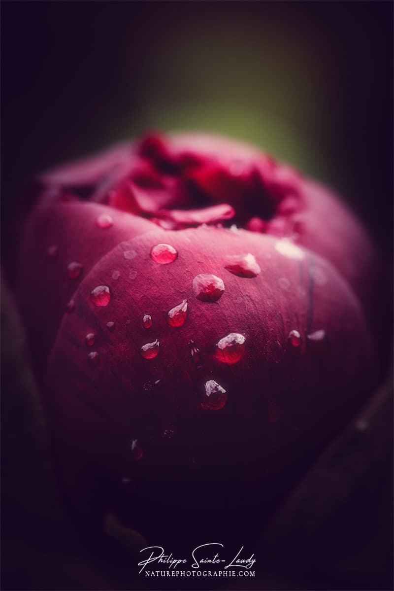 Gouttes d'eau sur une pivoine rouge