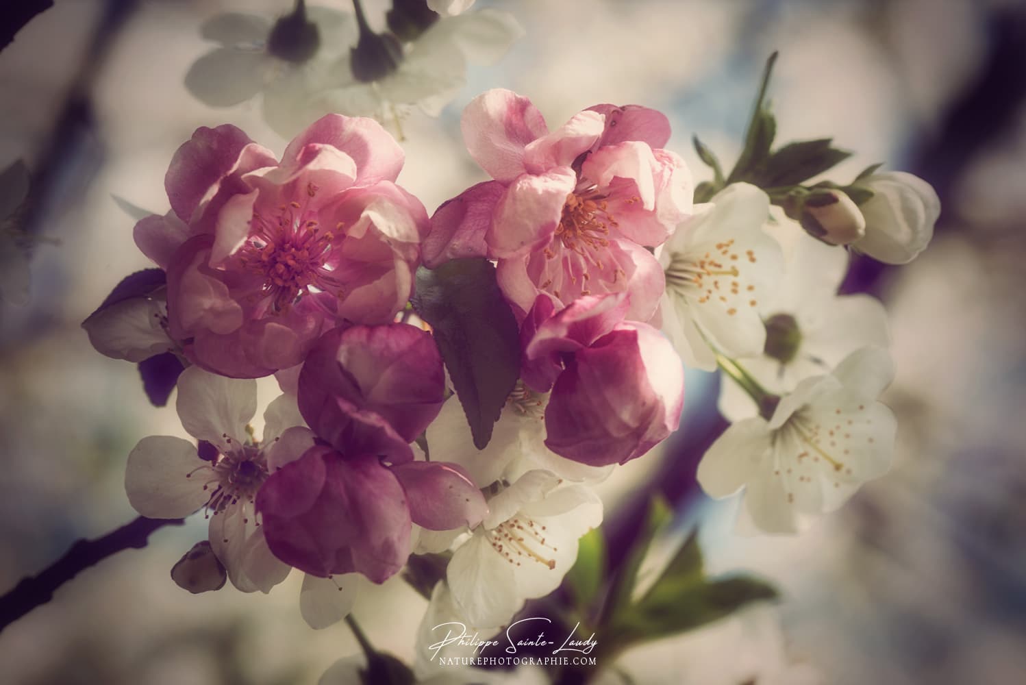 Les fleurs roses du pommier japonais