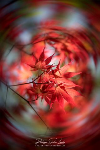 Tourbillon printanier