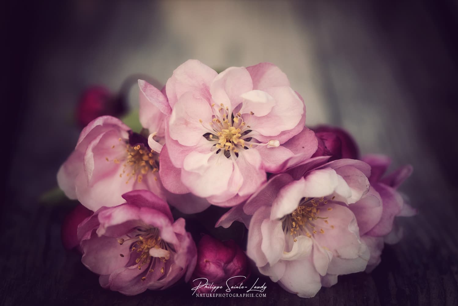 Ambiance nostalgique sur des fleurs