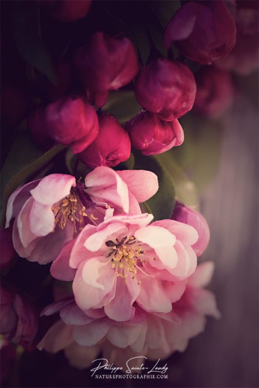 La douceur des fleurs d'un pommier du Japon