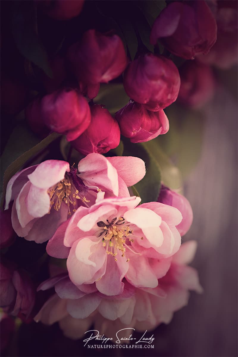 La douceur des fleurs d'un pommier du Japon