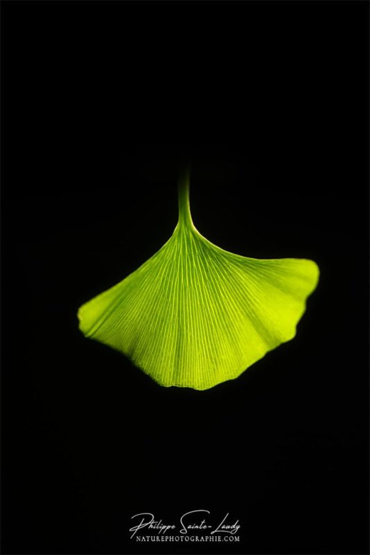 Forme particulière d'une feuille de ginkgo