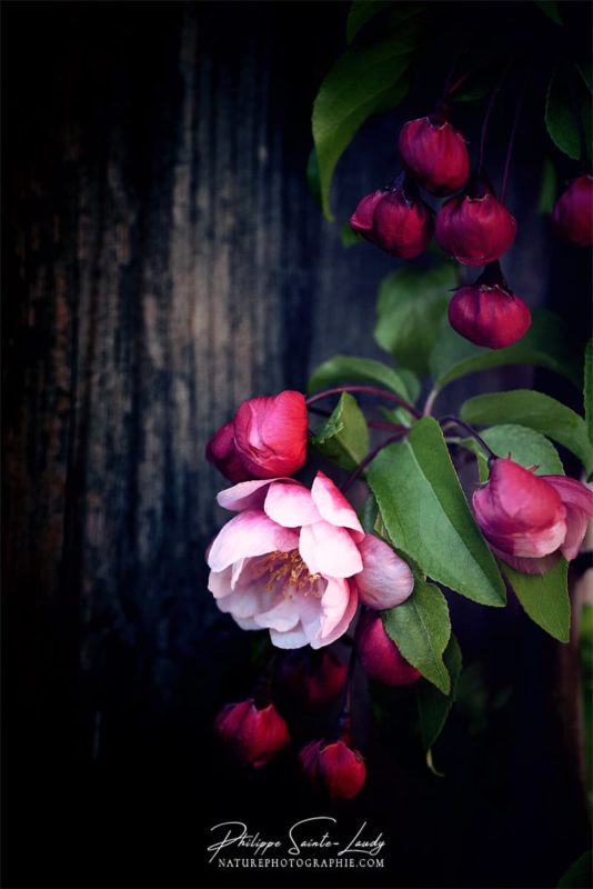 Boutons de fleurs sur un pommier japonais