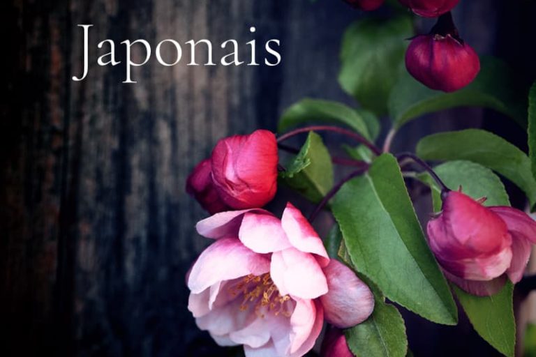 Le pommier japonais Le pommier japonais ou Pommier du Japon en fleurs