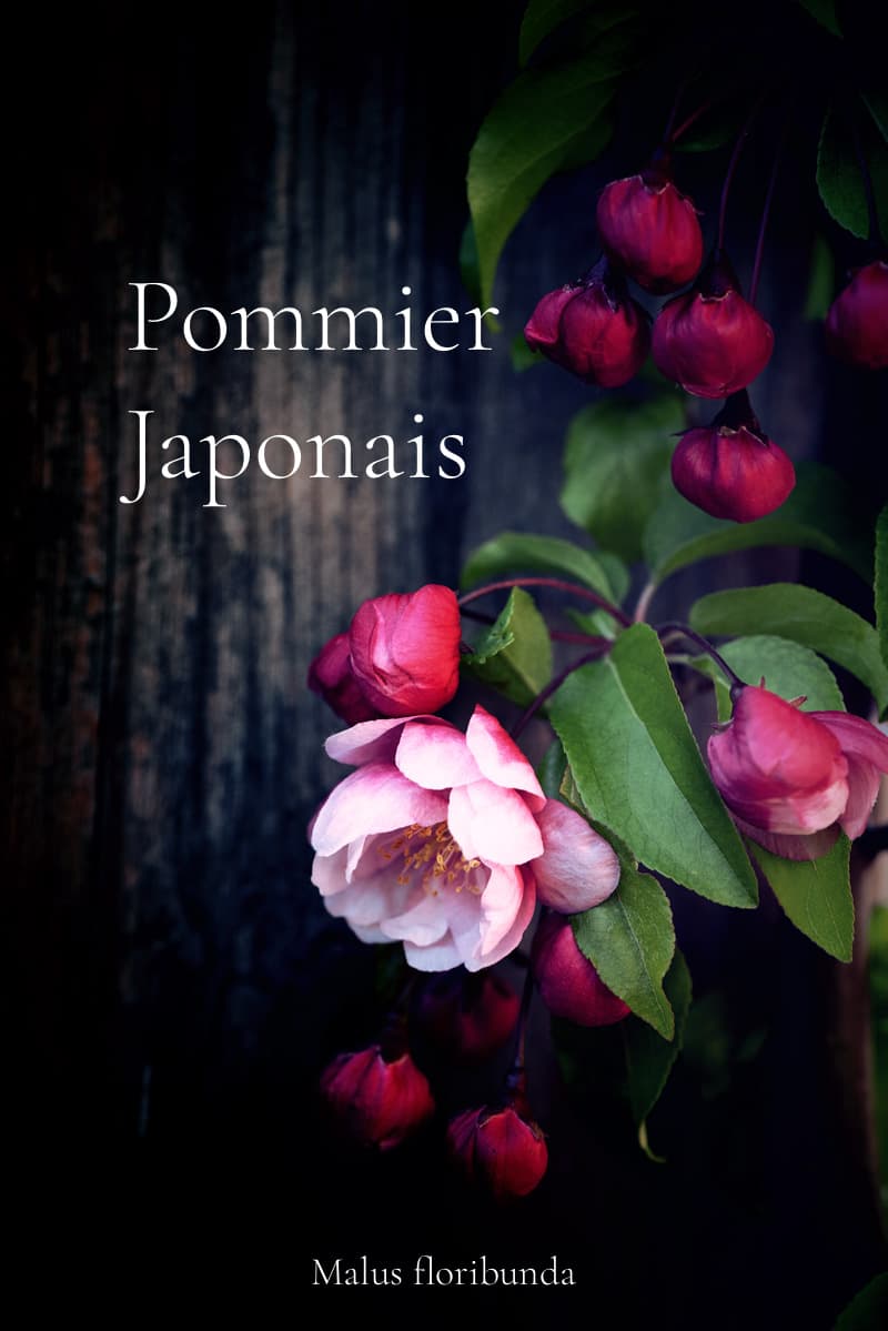 Le pommier japonais ou Pommier du Japon en fleurs