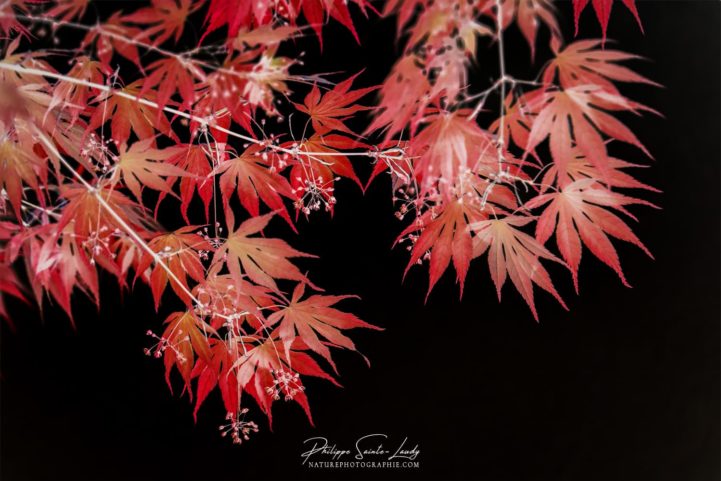 Feuille d'érable rouge