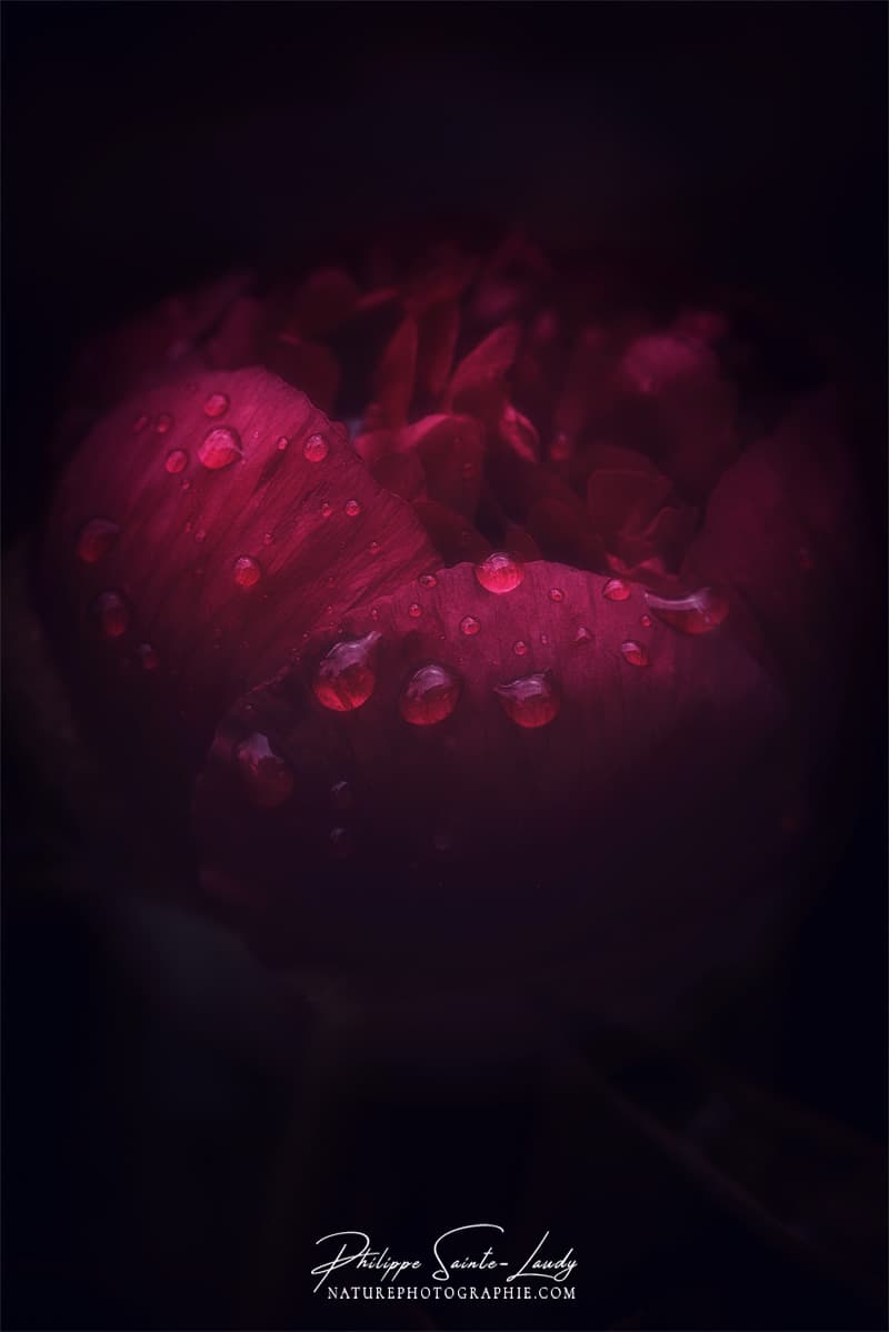 Pivoine rouge après la pluie