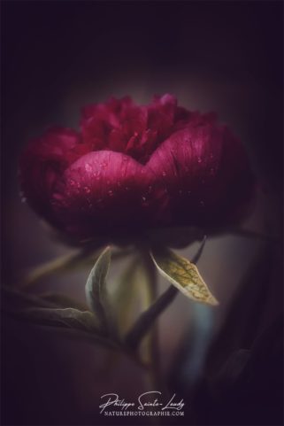 Pivoine d'un rouge profond