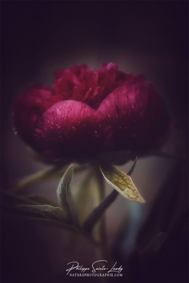 Pivoine d'un rouge profond
