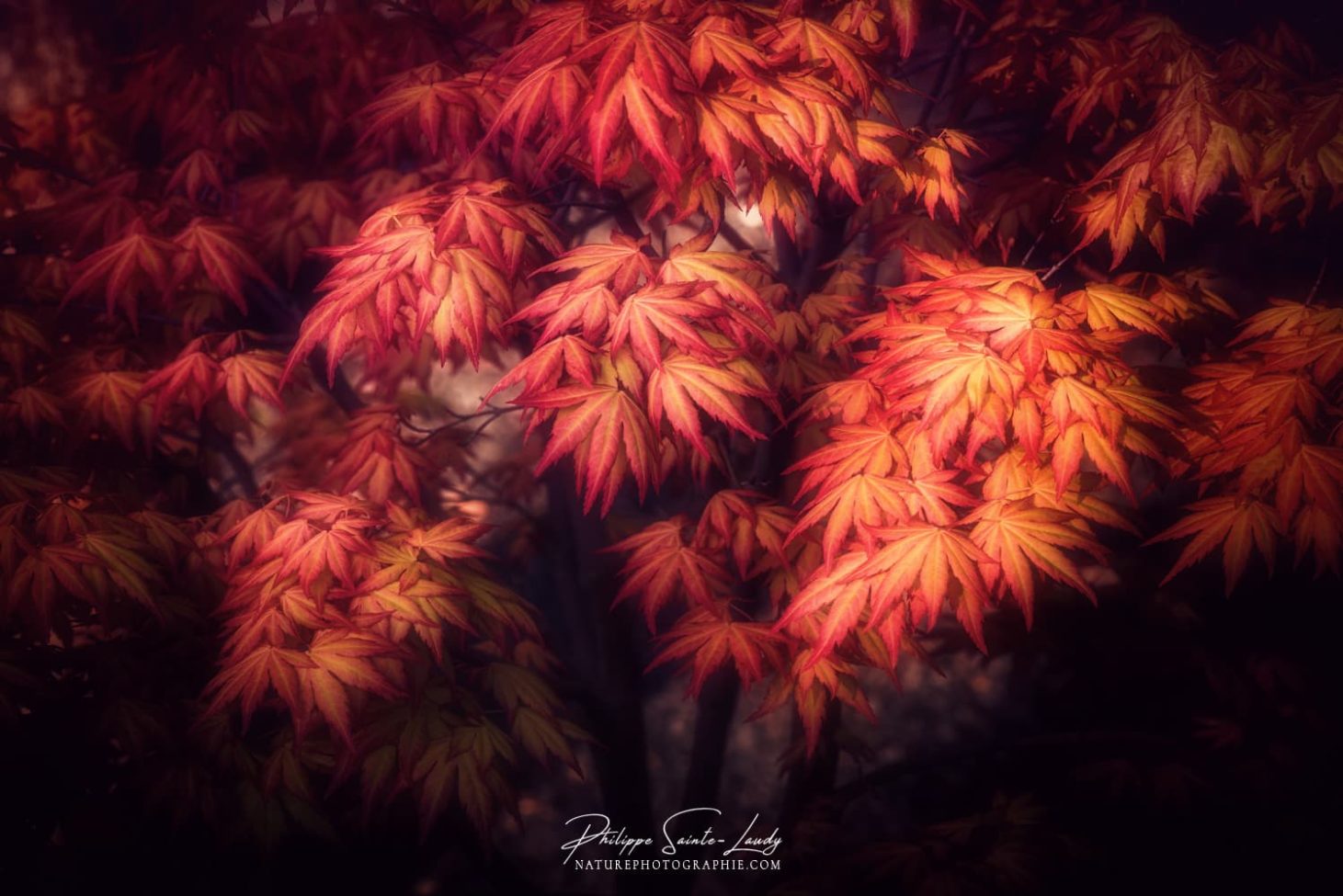 Érable Japonais nain