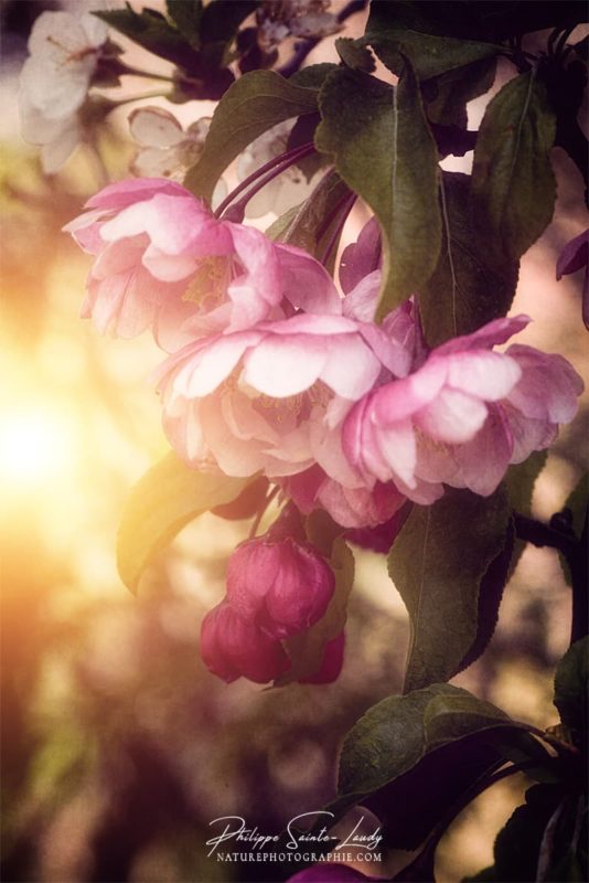 Le soleil éclaire un pommier du Japon