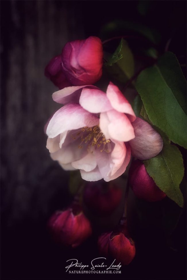 Effet Orton sur une fleur de pommier japonais