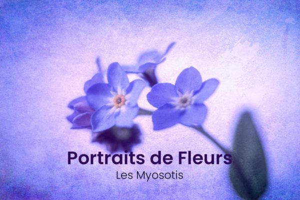 Myosotis