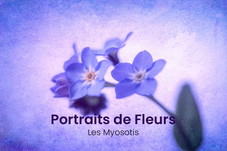 Myosotis