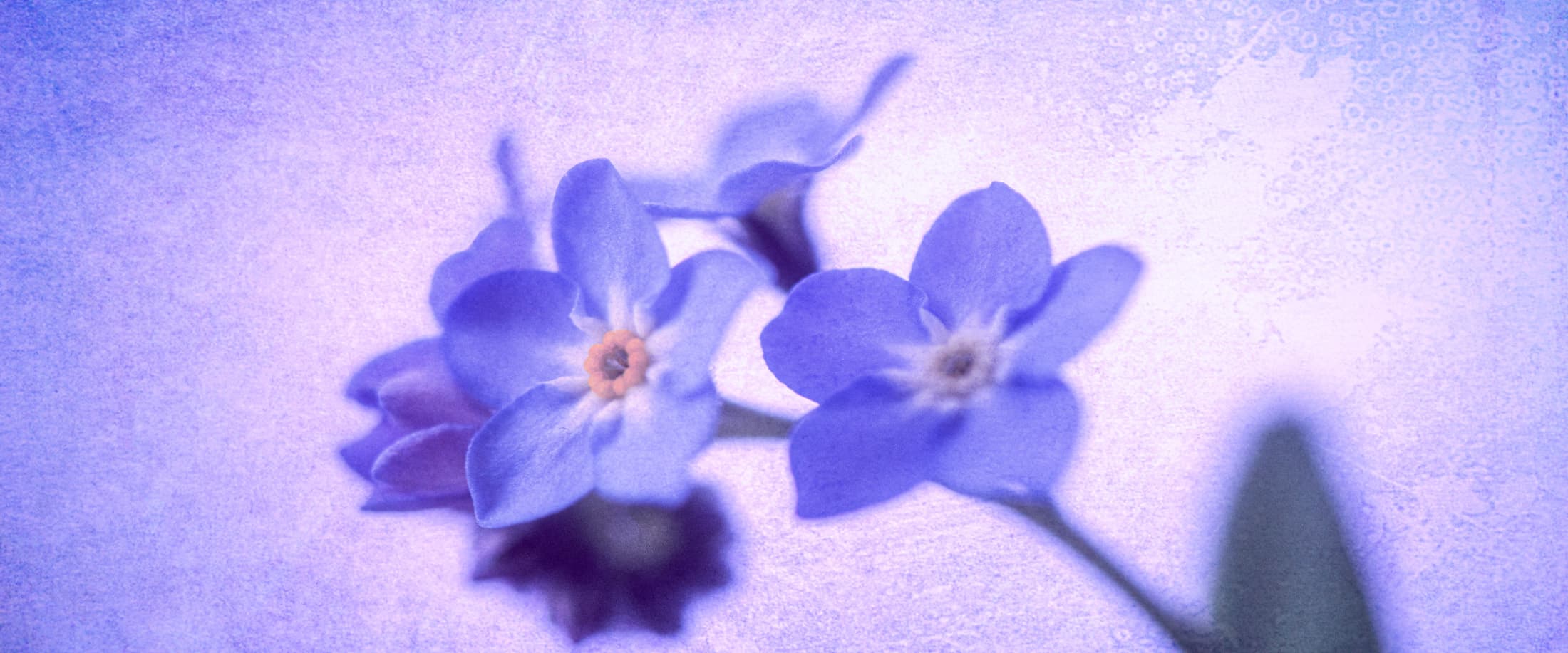 Myosotis de printemps avec texture photo