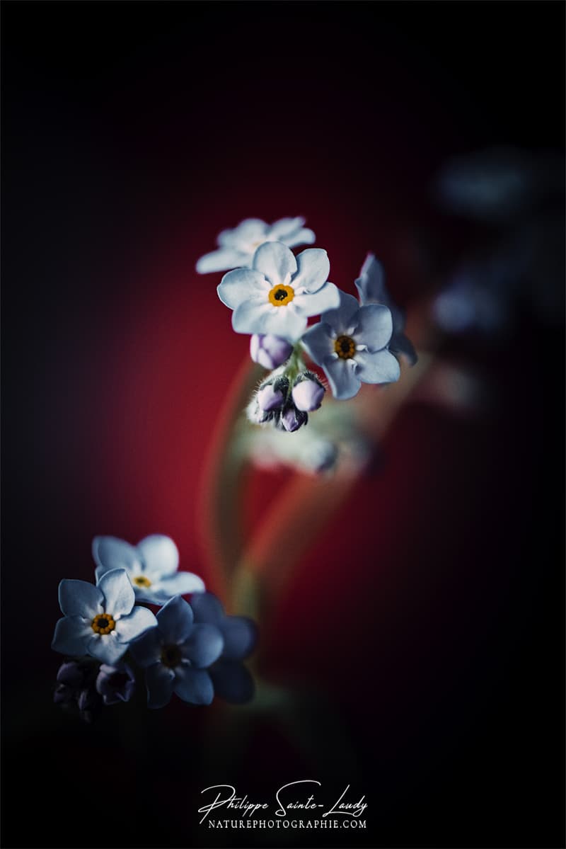 Portrait de Myosotis