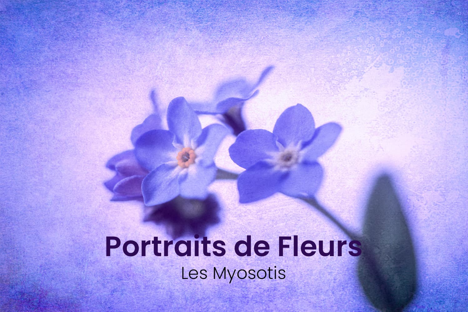Myosotis Myosotis