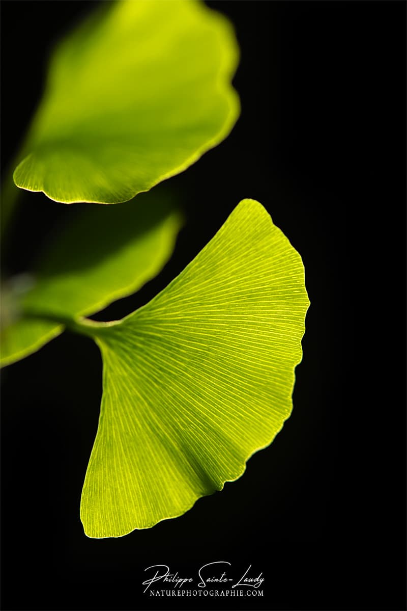 Gros plan sur une feuille de ginkgo biloba