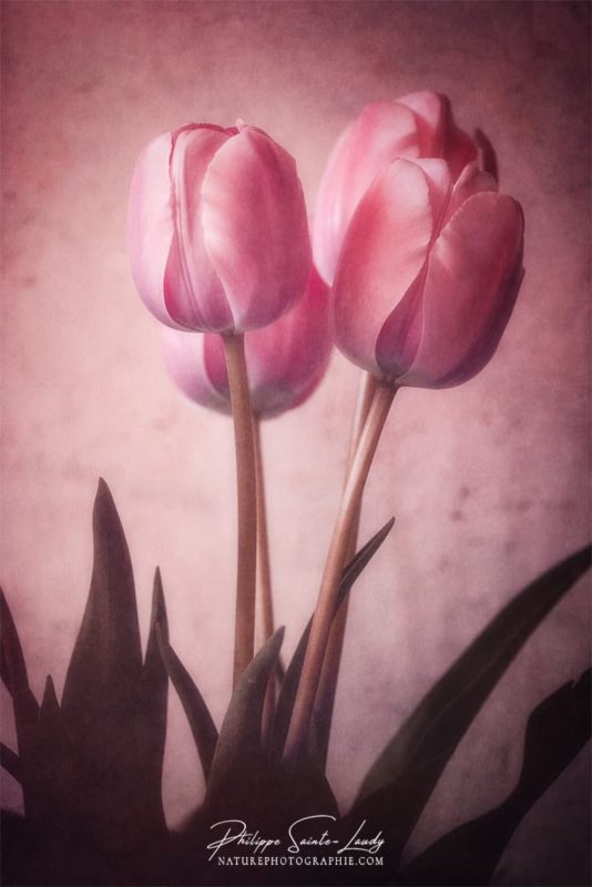Photo de tulipes avec une texture photo