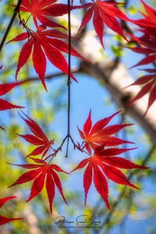 Branche verticale avec feuilles rouges