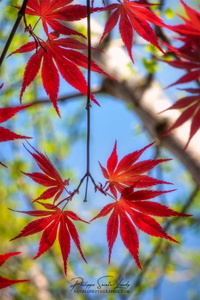 Branche verticale avec feuilles rouges