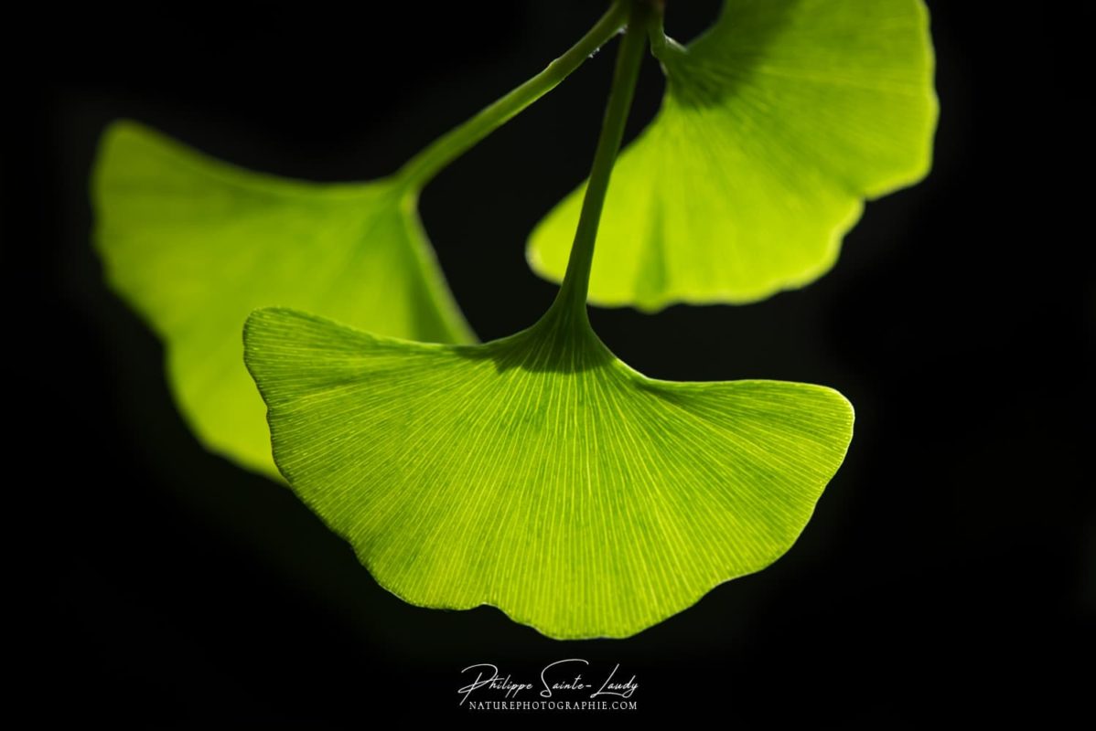 Le vert tendre des feuilles de ginkgo