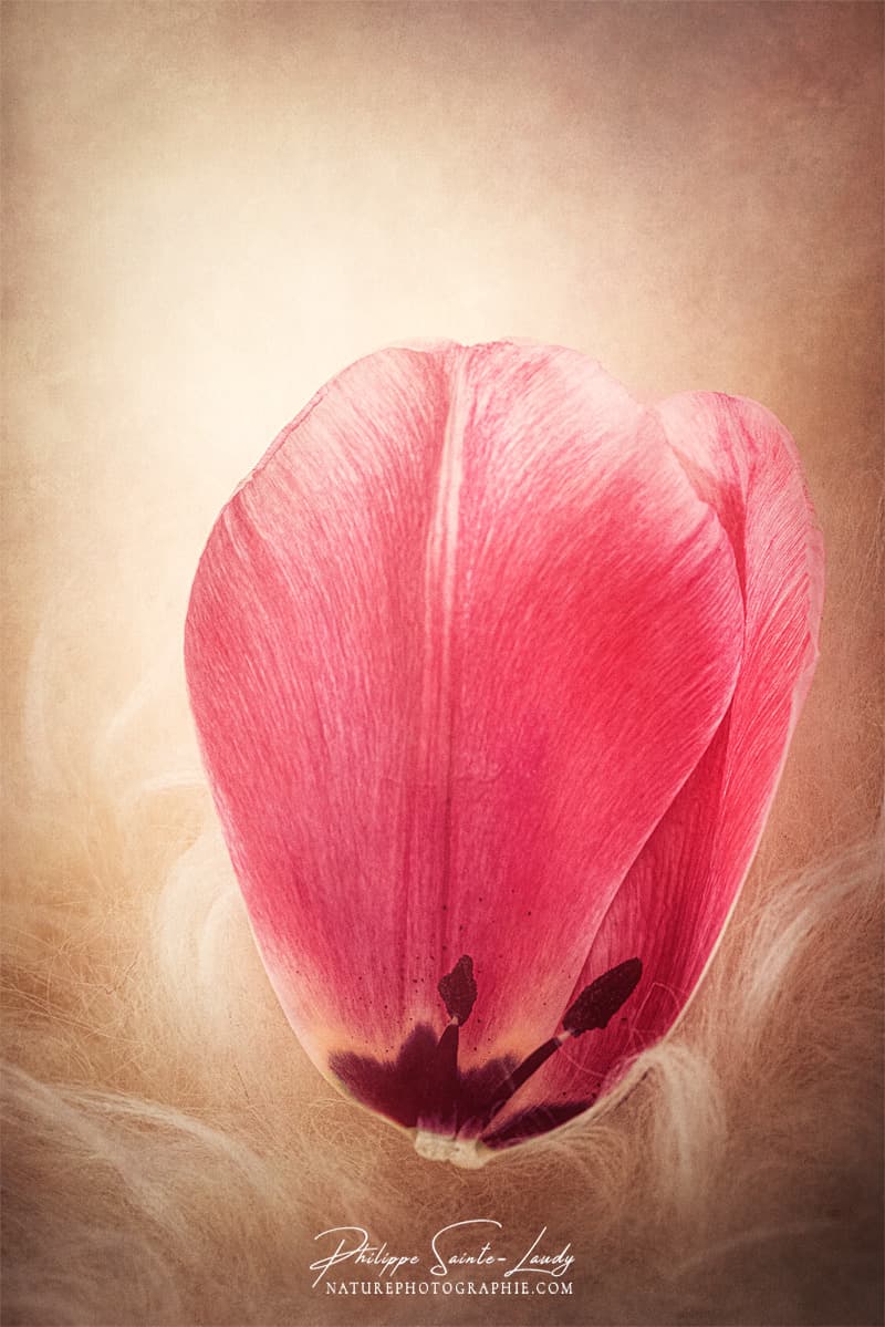 Pétale de tulipe rose en gros plan