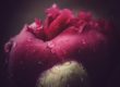 Photos de pivoine rouge