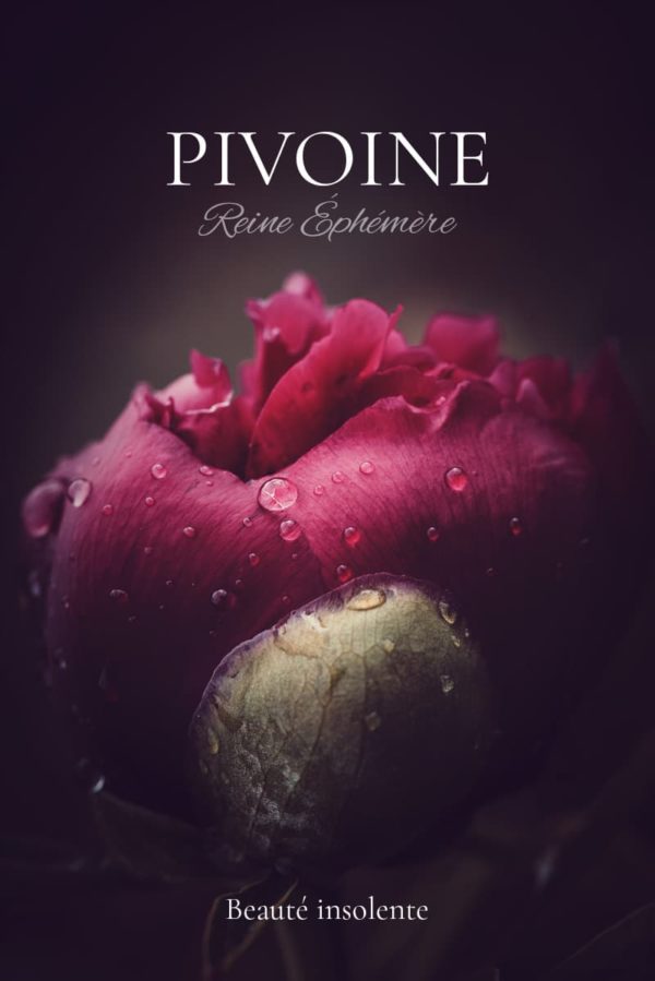 Photos de pivoine rouge Photos de pivoine rouge