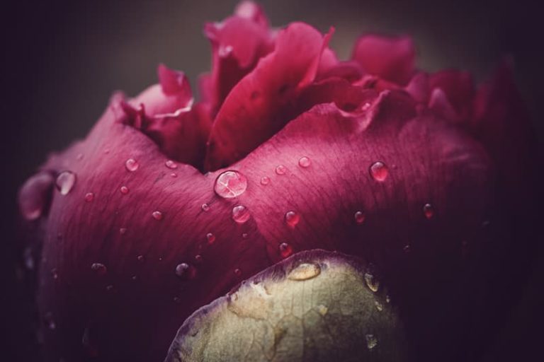 Photos de pivoine rouge