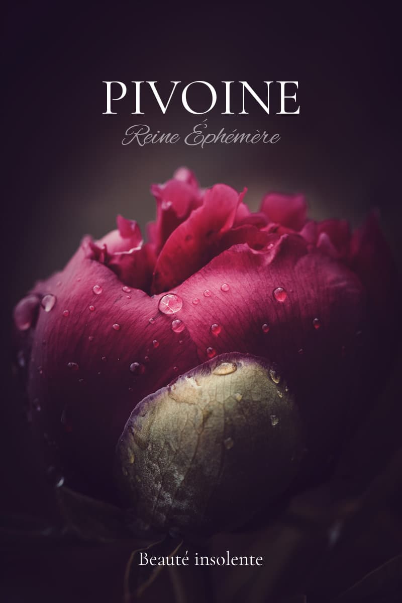 Photos de pivoine rouge Photos de pivoine rouge