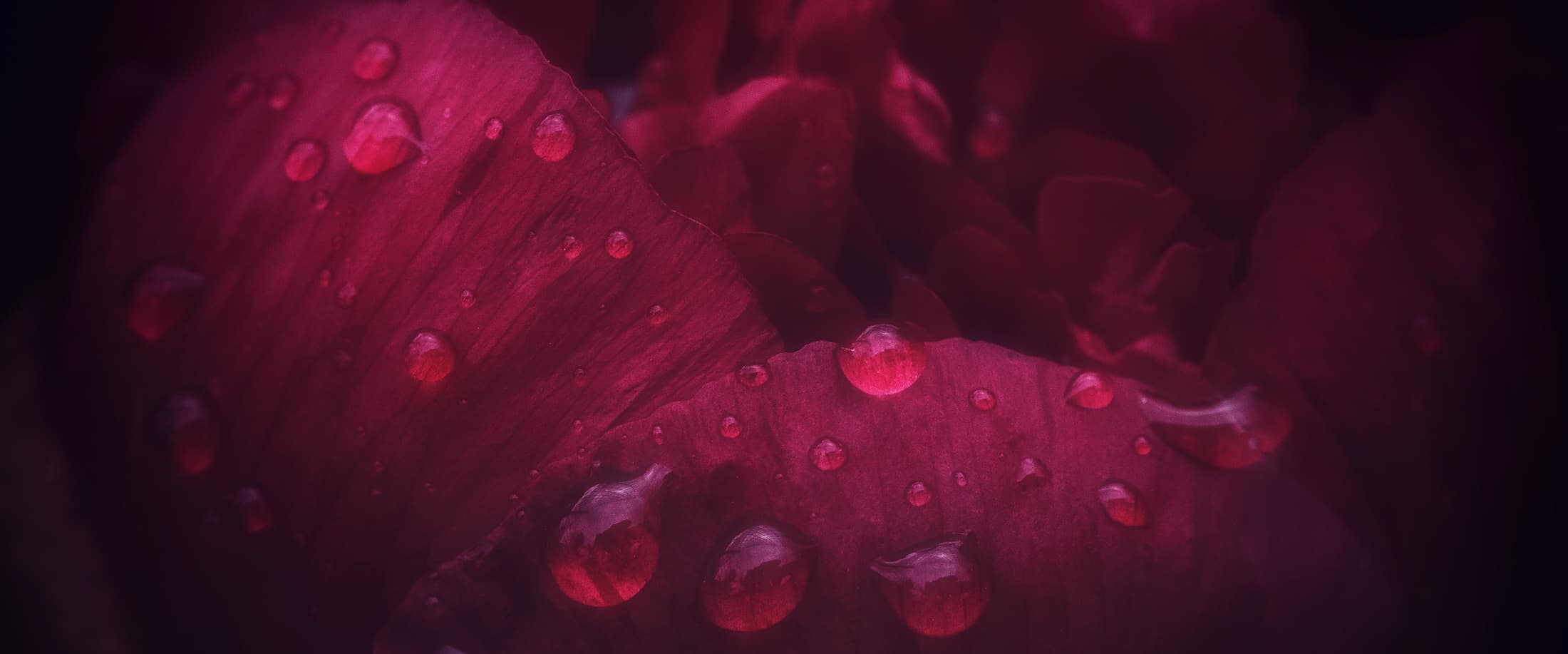 Pivoine rouge et gouttelettes de rosée