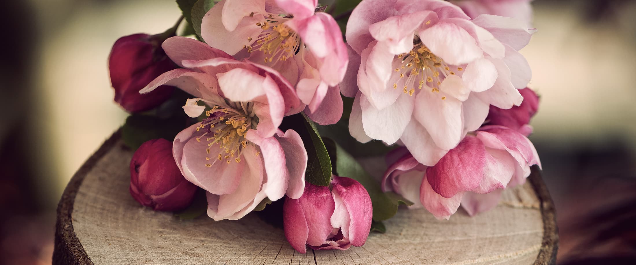 Fleurs de pommier japonais au printemps