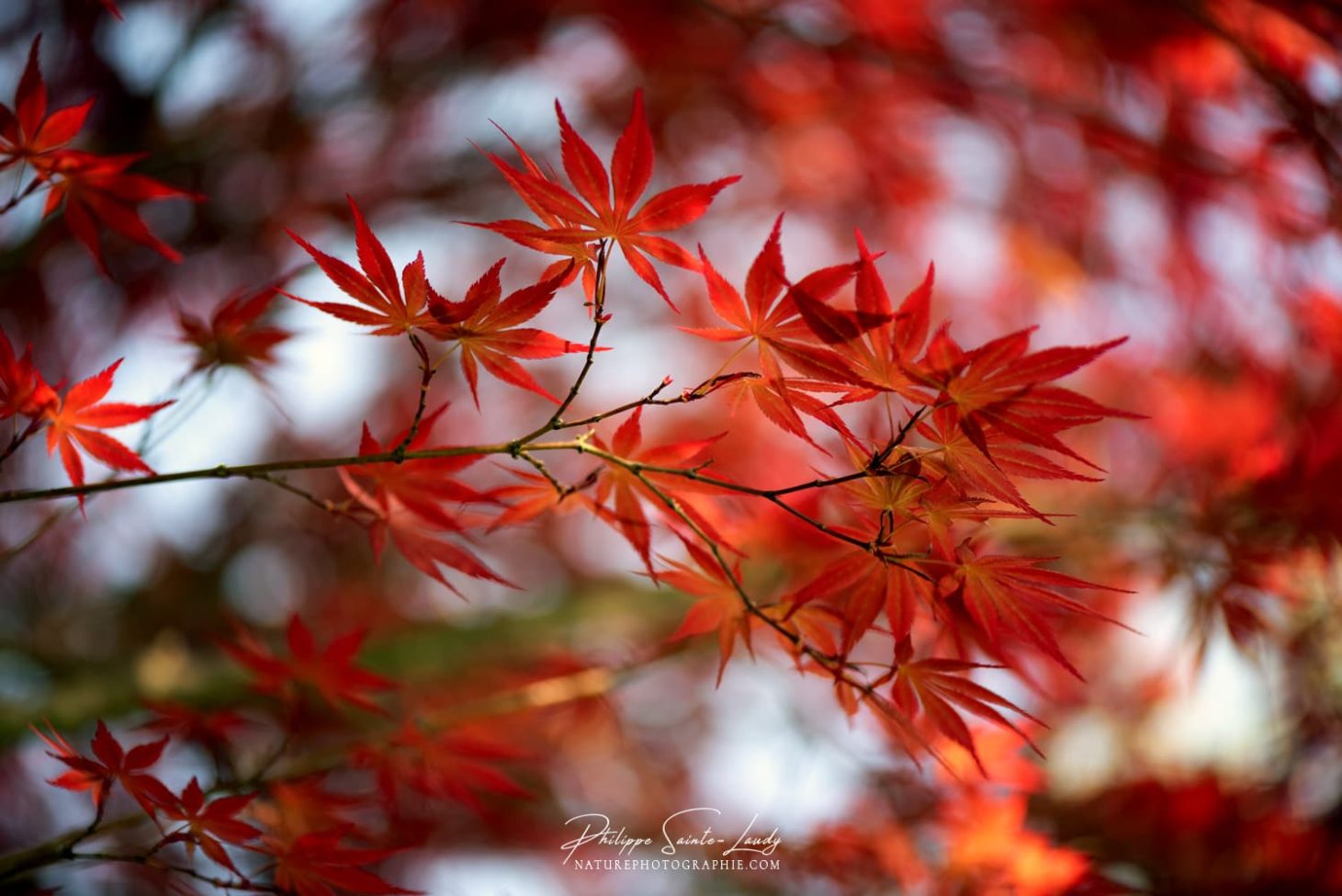 Branche de feuilles rouges d'érable Japonais